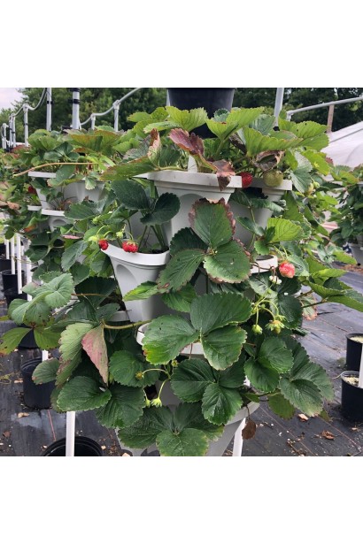 Полуниця Гігантела Максі- вирощування у контейнерах на терасі